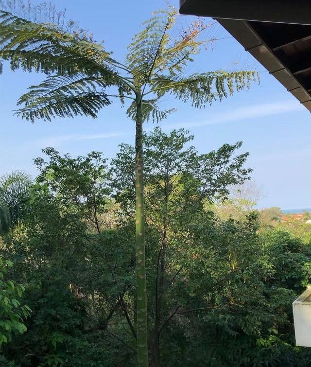 Casa Figueira Na Pedra Hotell Florianópolis Eksteriør bilde